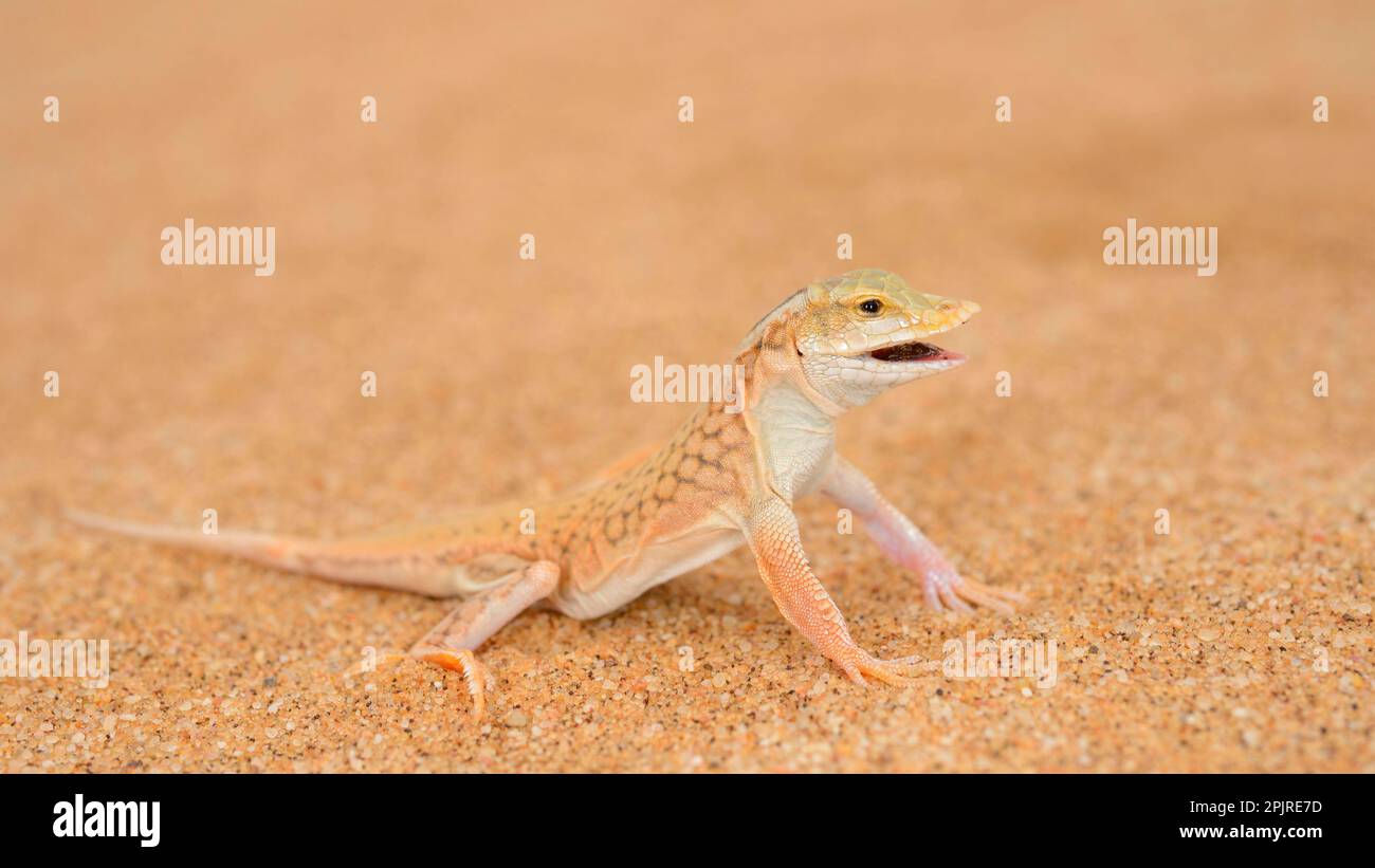 Shovel-snouted Lizard (Meroles anchietae) adult, with mouth open ...