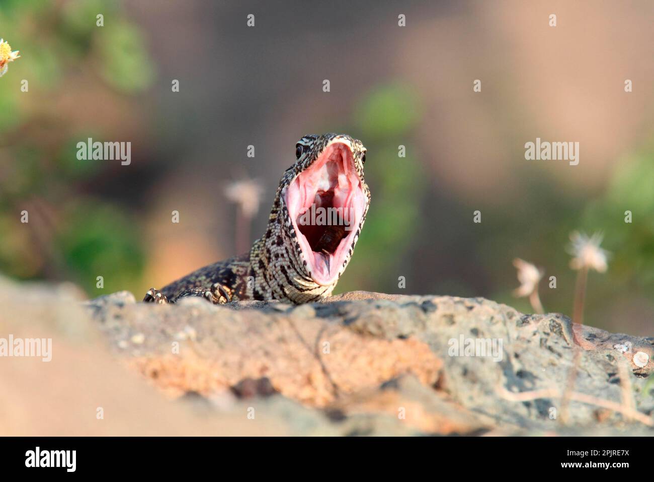 Nile monitors (Varanus niloticus), Other animals, Reptiles, Animals