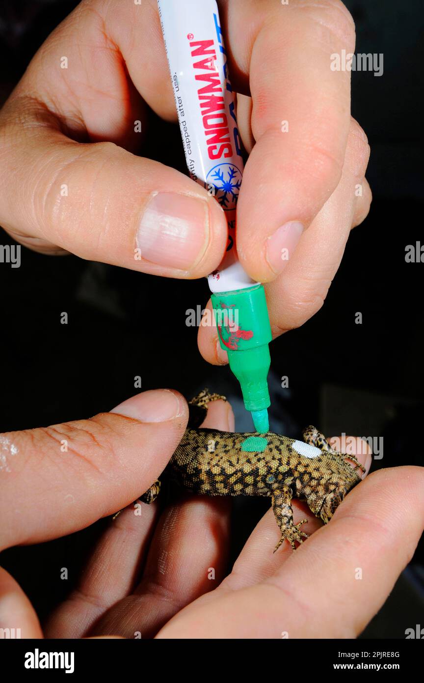 Adult common wall lizard (Podarcis muralis) being marked by a herpetologist with a non-poisonous pen for visual identification, Italy Stock Photo