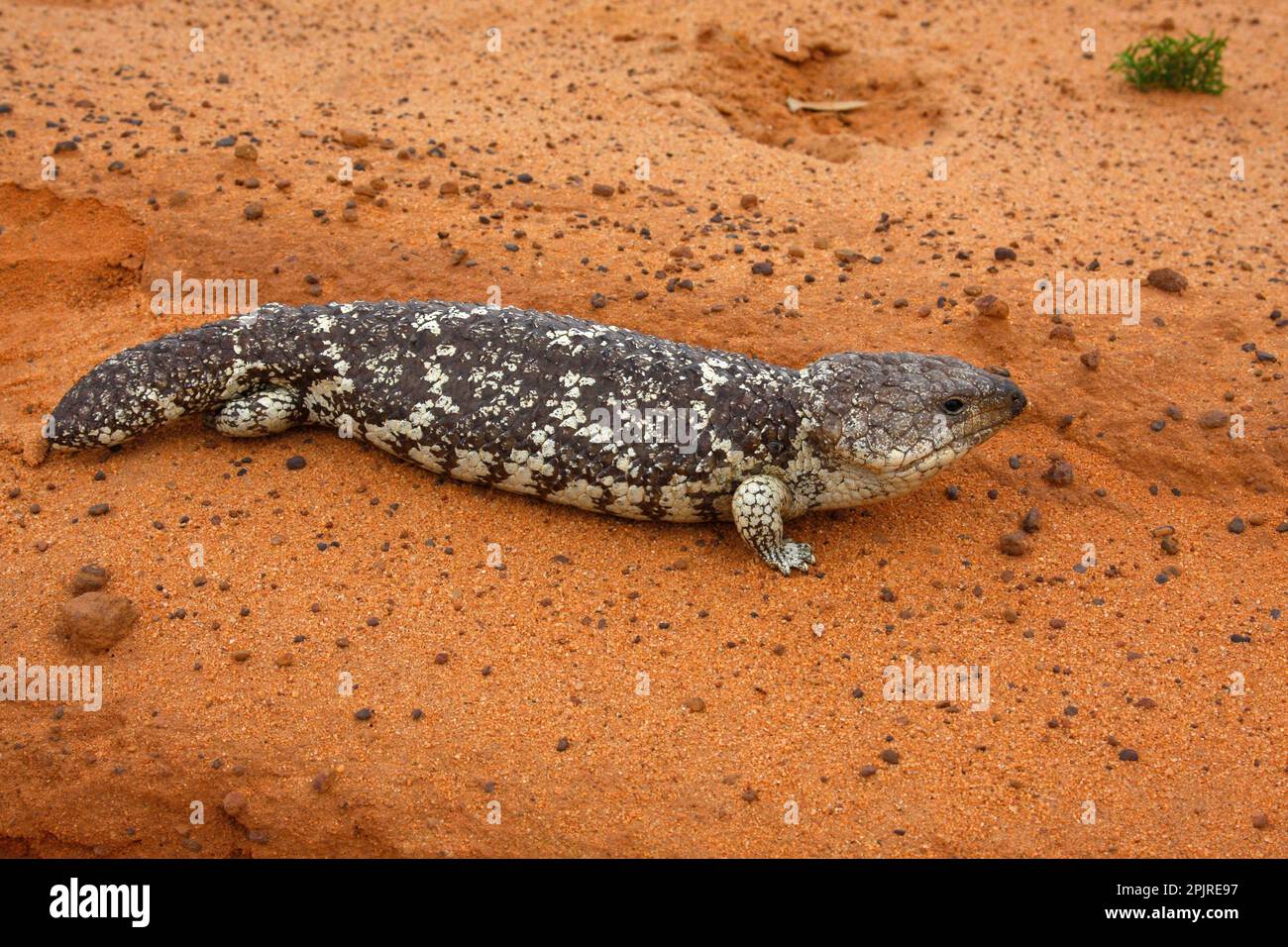Trachydosaurus rugosus, Fircone lizard, Fircone skink, Stutzechse