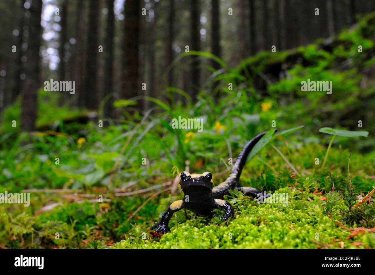 Golden Alpine Salamander (Salamandra atra aurorae) adult, in montane woodland habitat, Venetian Prealps, Italian Alps, Italy Stock Photo