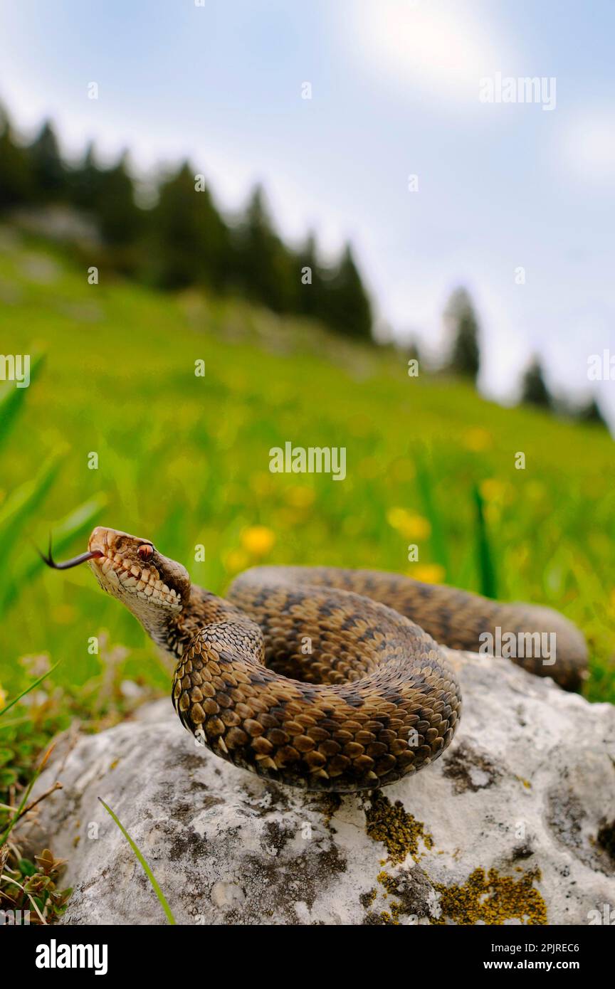 European Adder (Vipera berus) adult female, flicking tongue, on rock in mountain habitat, Italian Alps, Italy Stock Photo