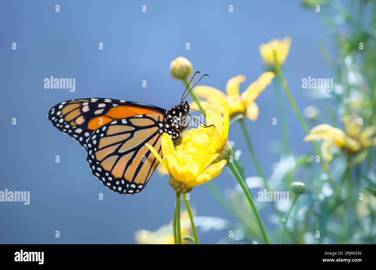 Side view of a monarch butterfly (danaus plexippus) on a yellow daisy flowers Stock Photo