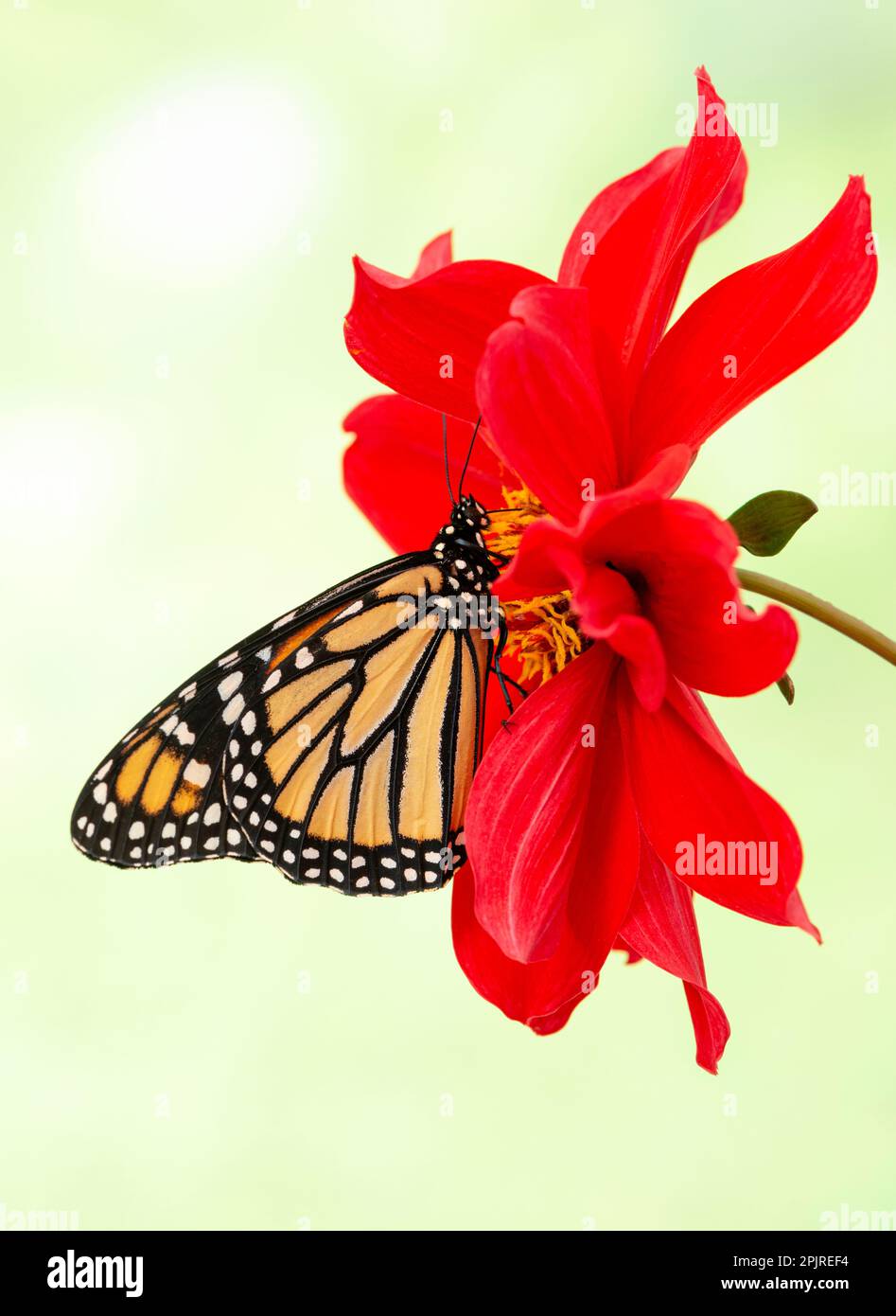 Side view of a monarch butterfly (danaus plexippus) feeding on a ...