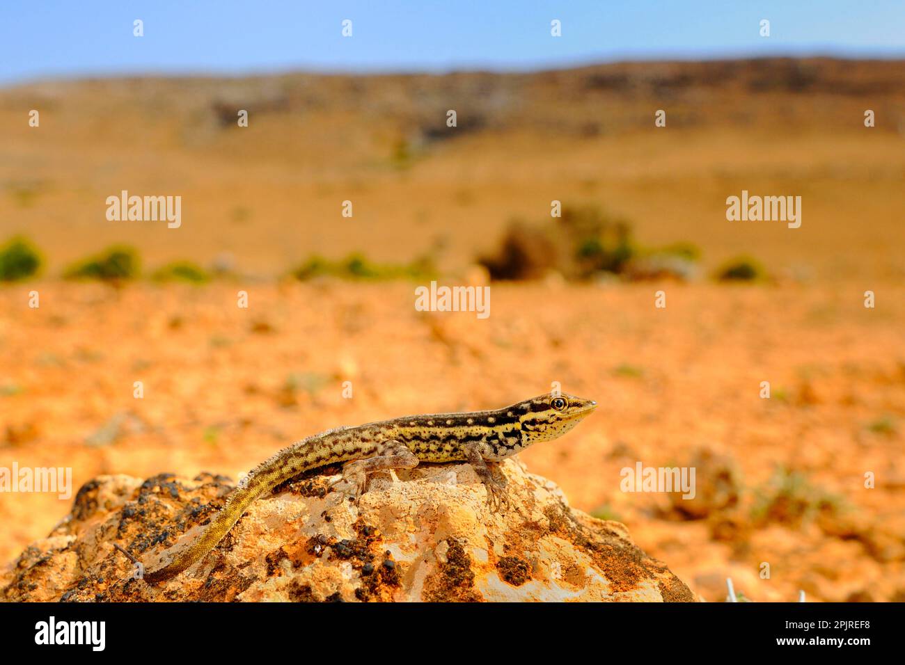 Socotra Rock Gecko (Pristurus sokotranus) adult, resting on rock in desert habitat, Socotra, Yemen Stock Photo