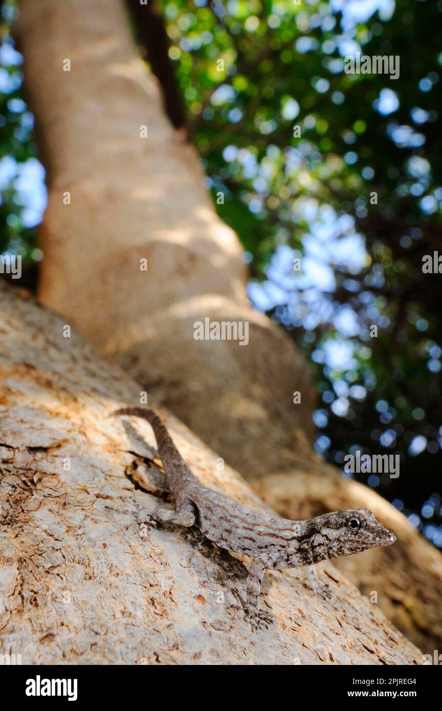 Guichard's Rock Gecko (Pristurus guichardi) adult, sitting on a branch, Socotra, Yemen Stock Photo