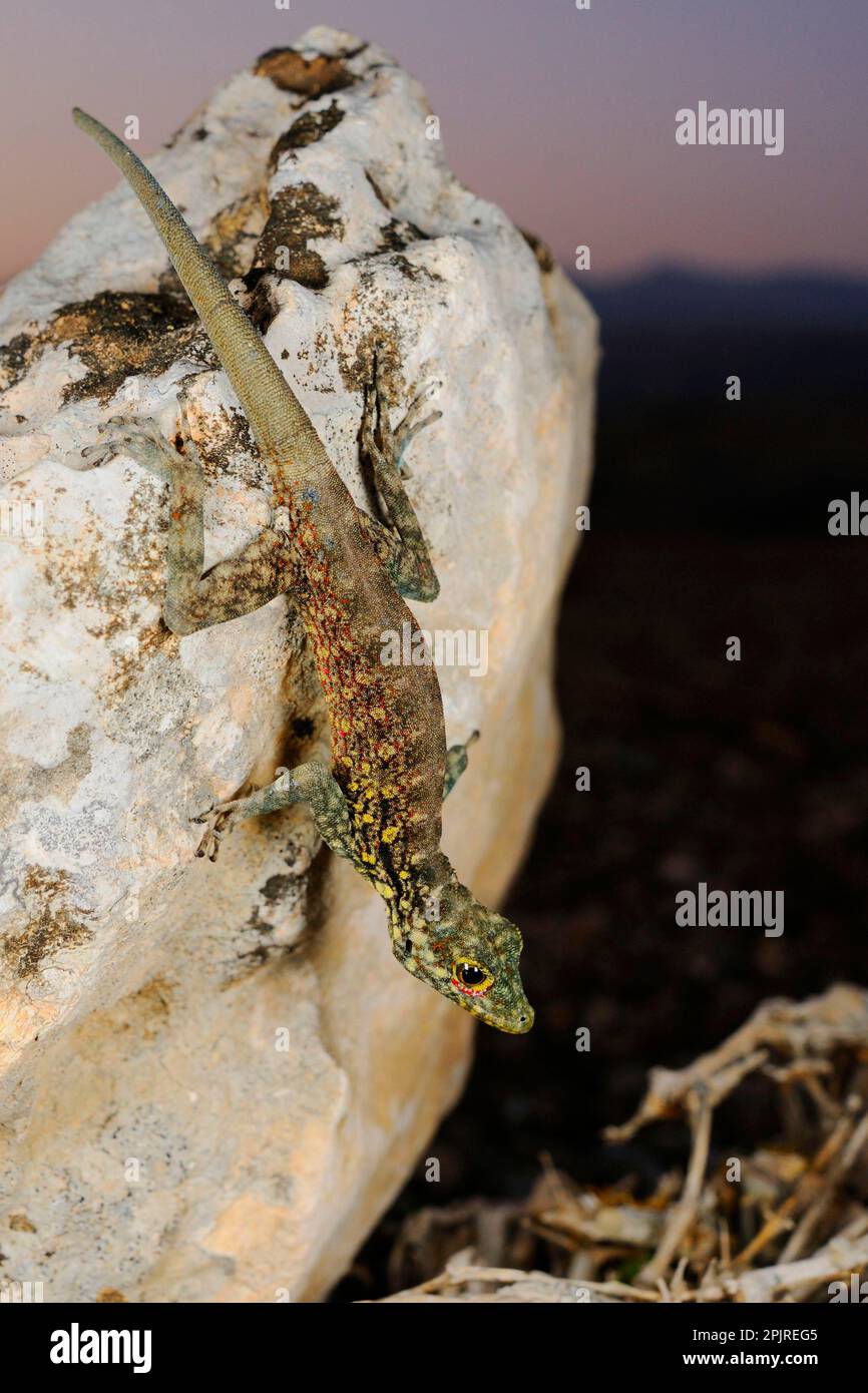 Haggier Massif Rock Gecko (Pristurus insignoides) adult, on rock in desert at night, Socotra, Yemen Stock Photo