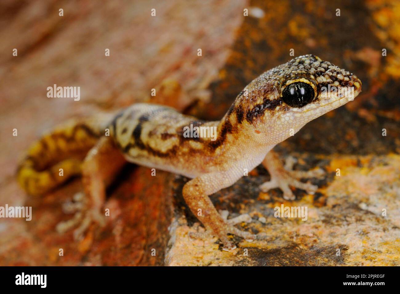 haemodracon-hi-res-stock-photography-and-images-alamy