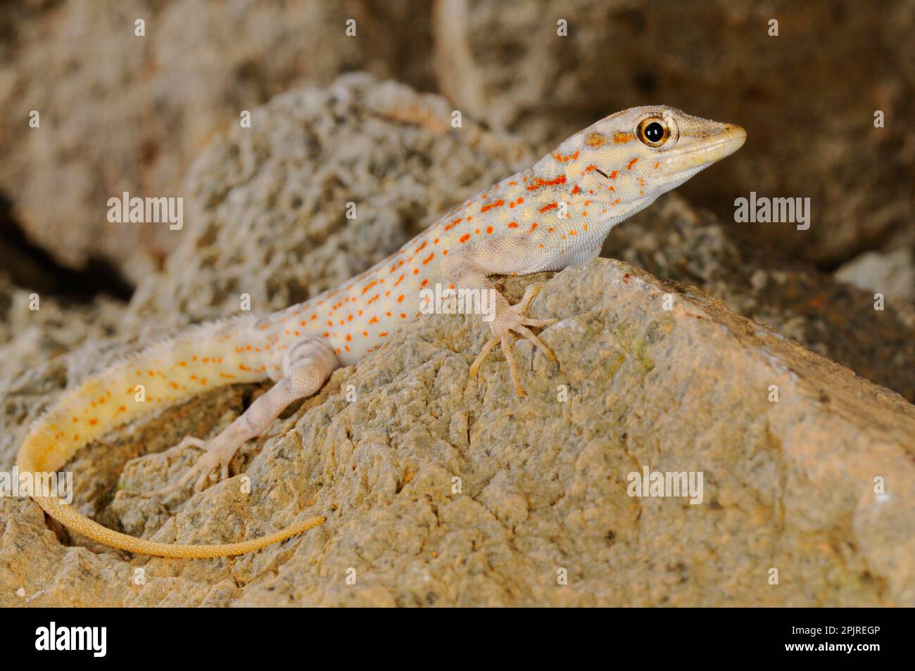 Abdel Kuri Rock Gecko (Pristurus abdelkuri) adult, resting on rock, Abd al Kuri Island, Socotra Archipelago, Yemen, Marsh Stock Photo