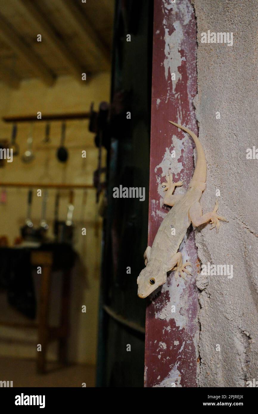 Yellowgreen house gecko, Yellowgreen house gecko, Halffingered gecko