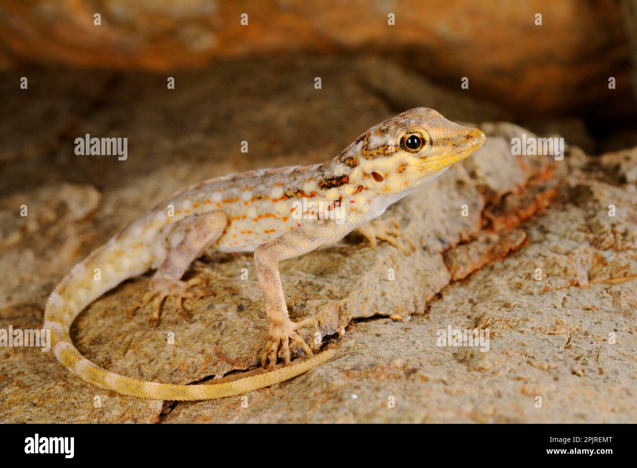 Samha Rock Gecko (Pristurus samhaensis) adult, resting on rock, Samha Island, Socotra Archipelago, Yemen Stock Photo