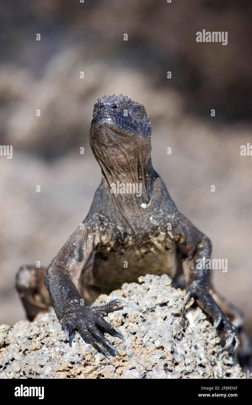 Marine Iguana (Amblyrhynchus cristatus) nanus, Genovesa island