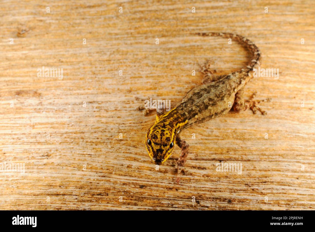 Dwarf Yellow-headed Gecko (Lygodactylus luteopicturatus) adult, Ruaha N. P. Tanzania Stock Photo