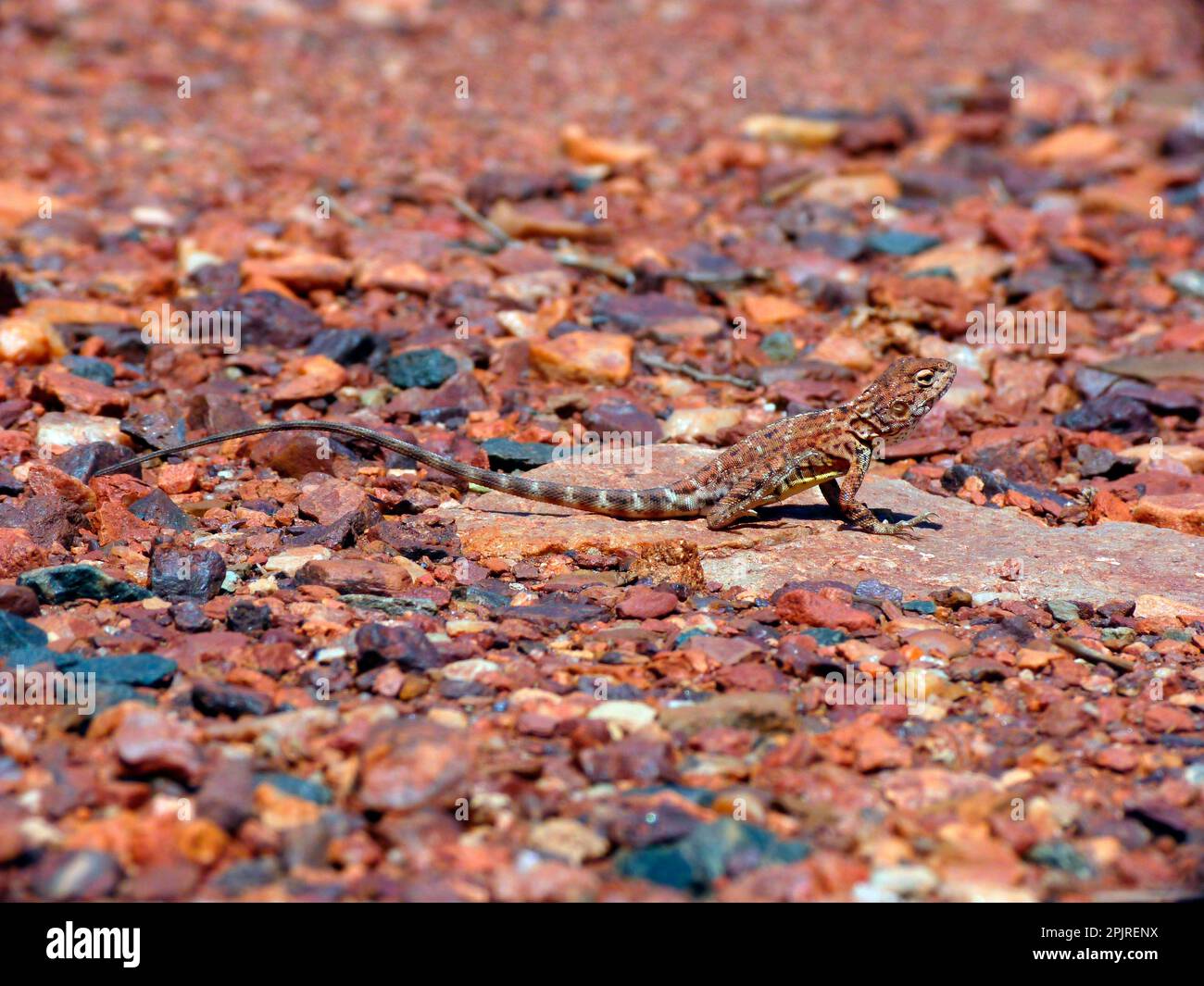Pebble Dragon (Tympanocryptis cephalus) adult, standing on rock with hind foot raised to stay cool, Western Australia, Australia Stock Photo