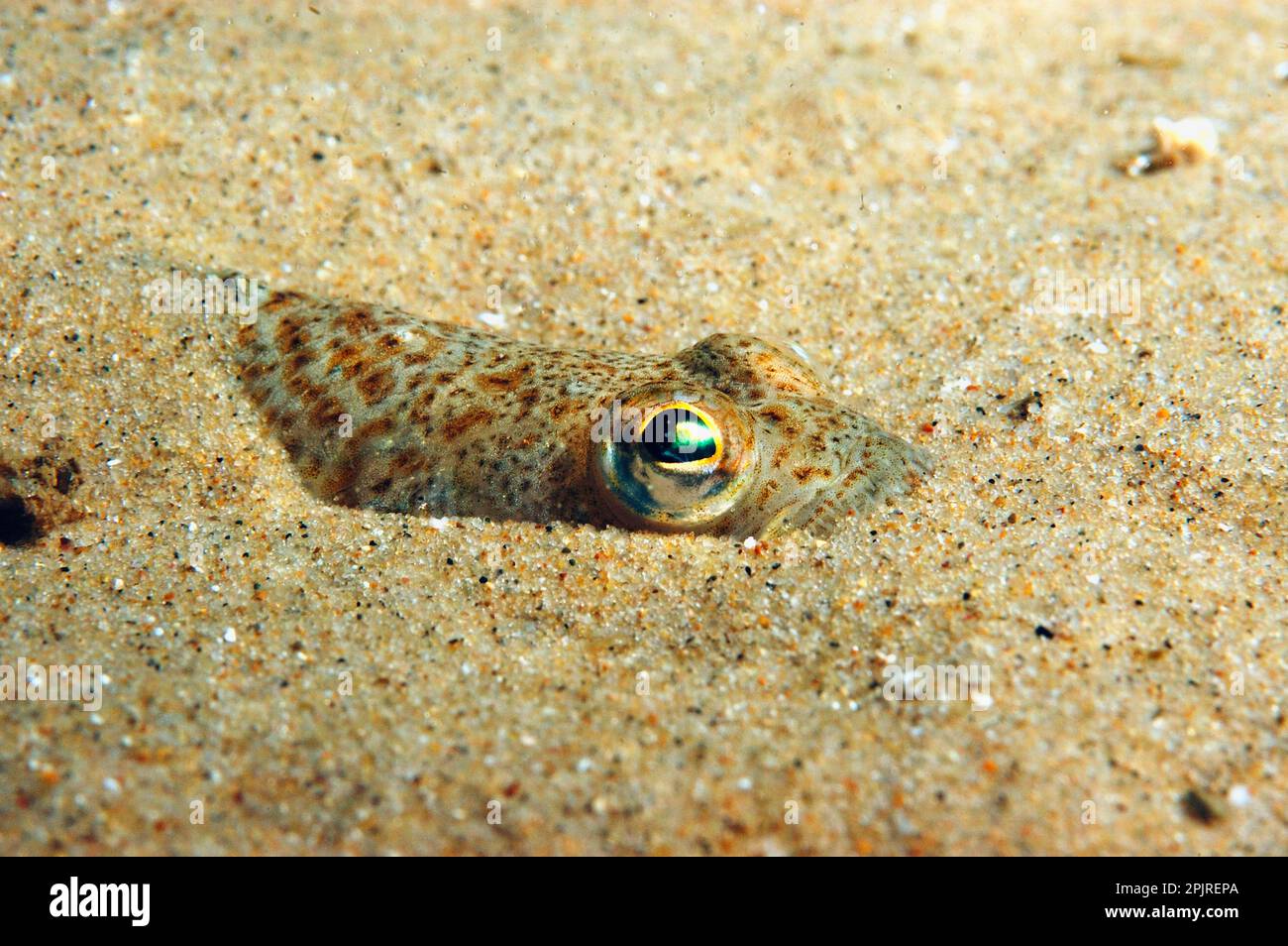 Lesser weever (Echiichthys vipera) Viperquoise, poisonous, Other animals, Fish, Perch-like, Animals, Lesser Weever adult, buried in sandy seabed Stock Photo