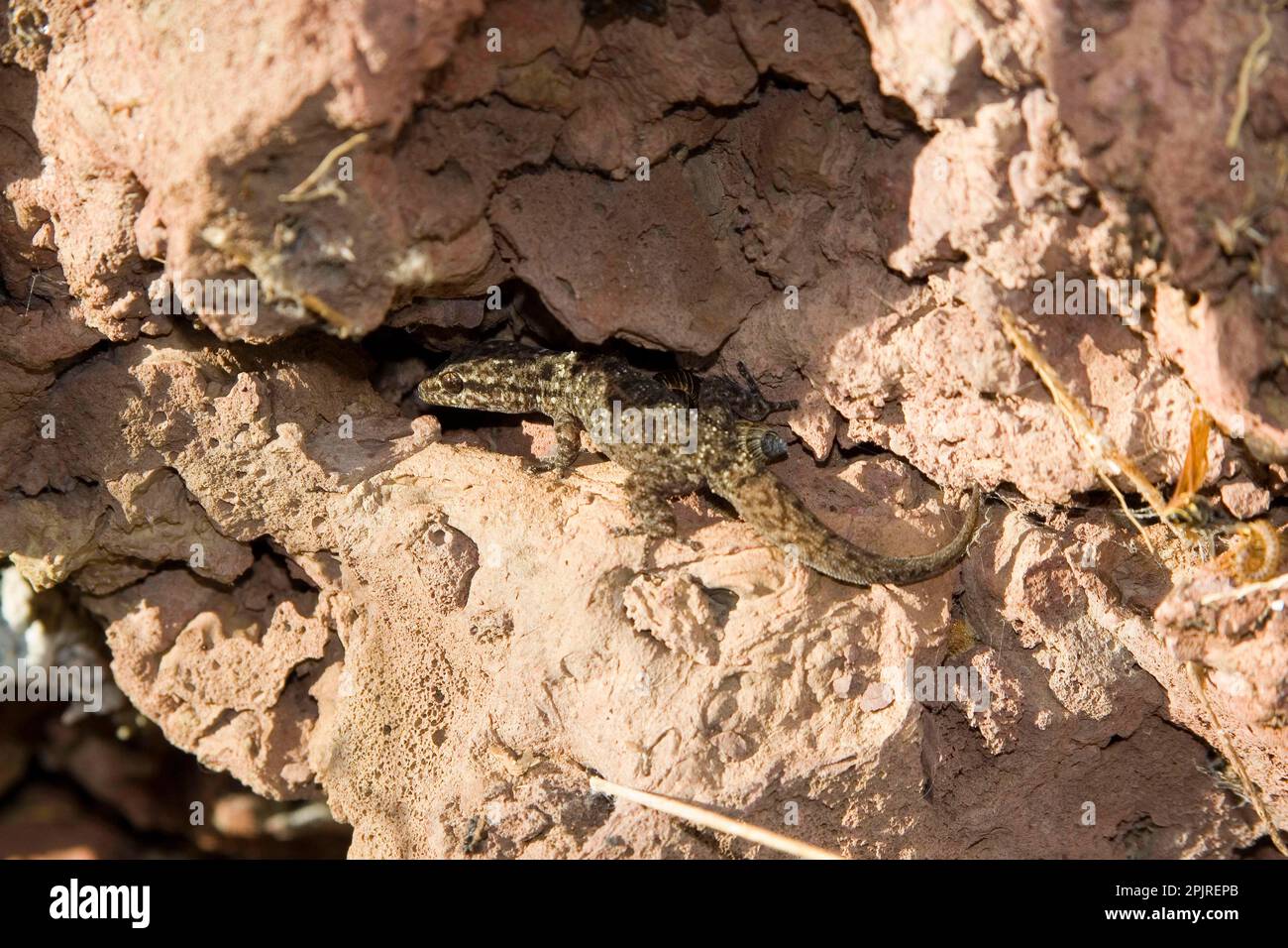Other animals, Gecko, Reptiles, Animals, Galapagos Leaf toed Gecko, Phyllodactylus bauri, Floreana Island Stock Photo