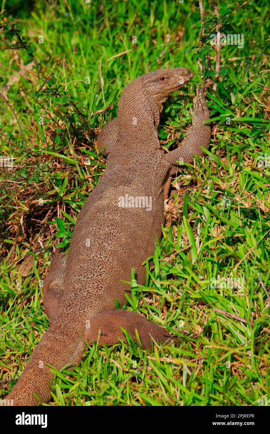 Bengal monitor, Bengal monitor lizards, Other animals, Reptiles, Animals, screen lizards, Land