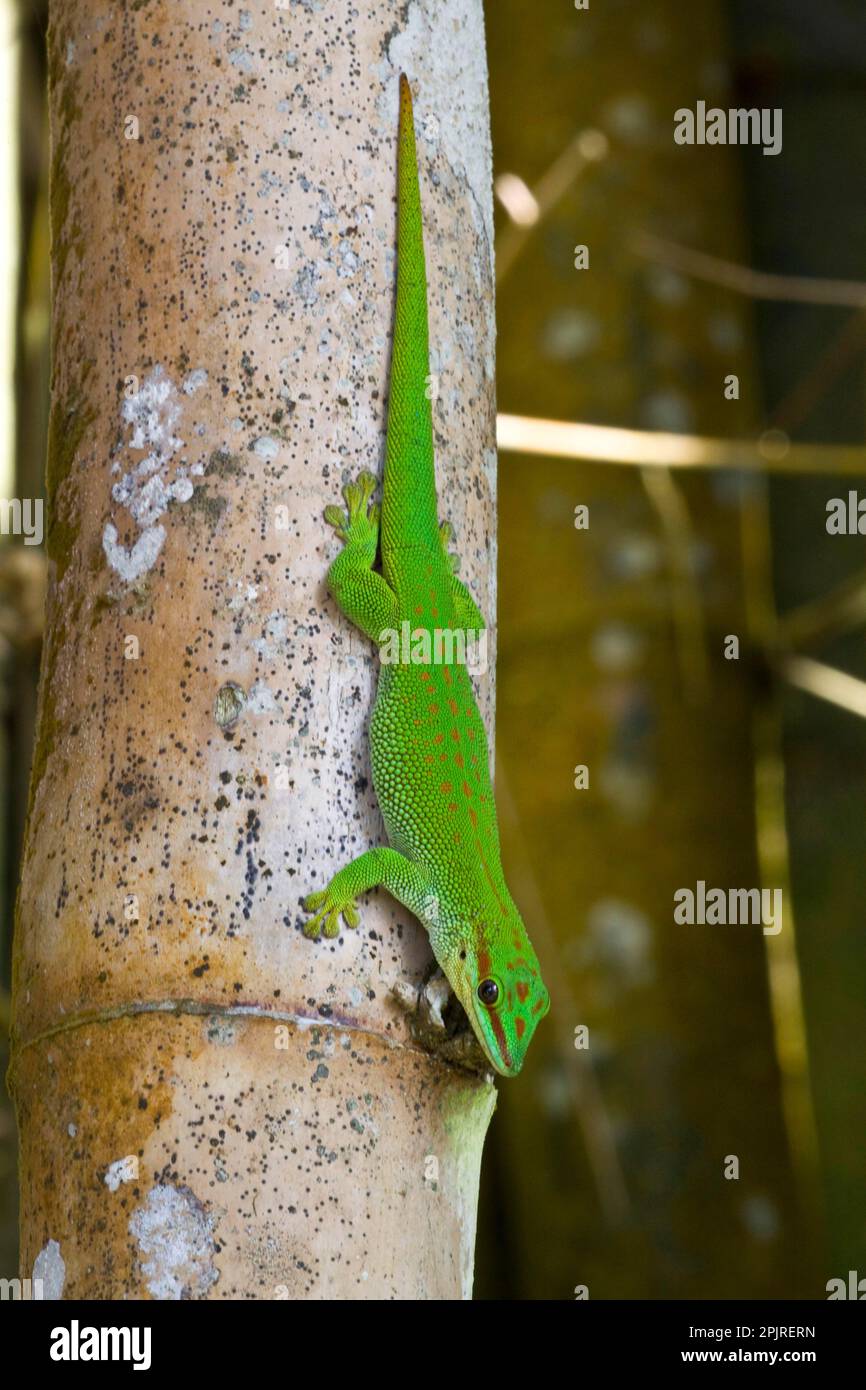 Diurnal Green Gecko (Phelsuma) m. madagascariensis from north east Madagascar Stock Photo