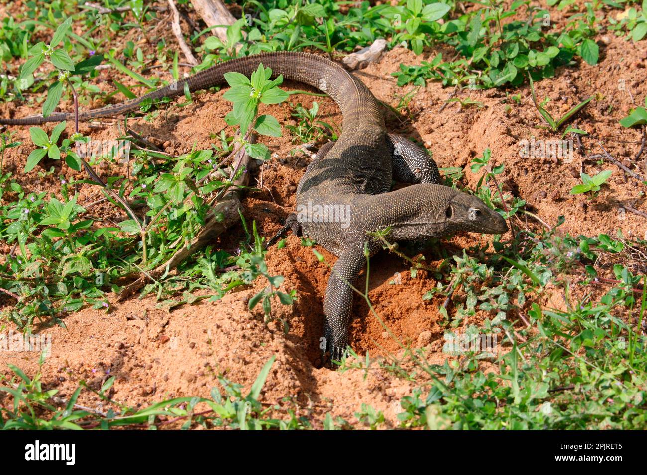 Bengal monitor, Bengal monitor lizards, Other animals, Reptiles, Animals, screen lizards, Land