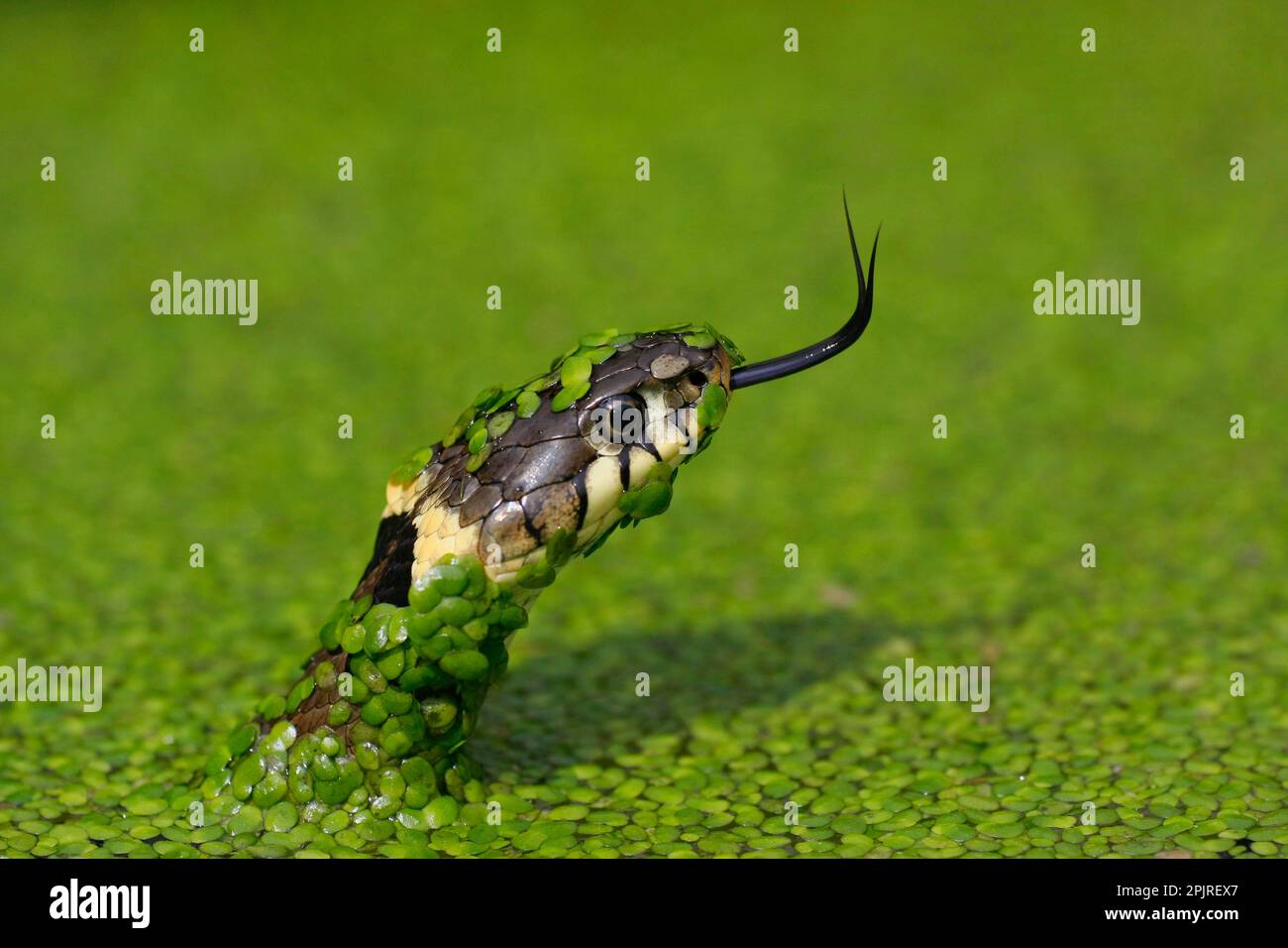 Grass snake, grass snakes (Natrix natrix), Other animals, Reptiles