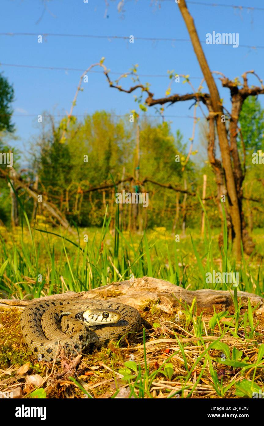 Grass snake, grass snakes (Natrix natrix), Other animals, Reptiles