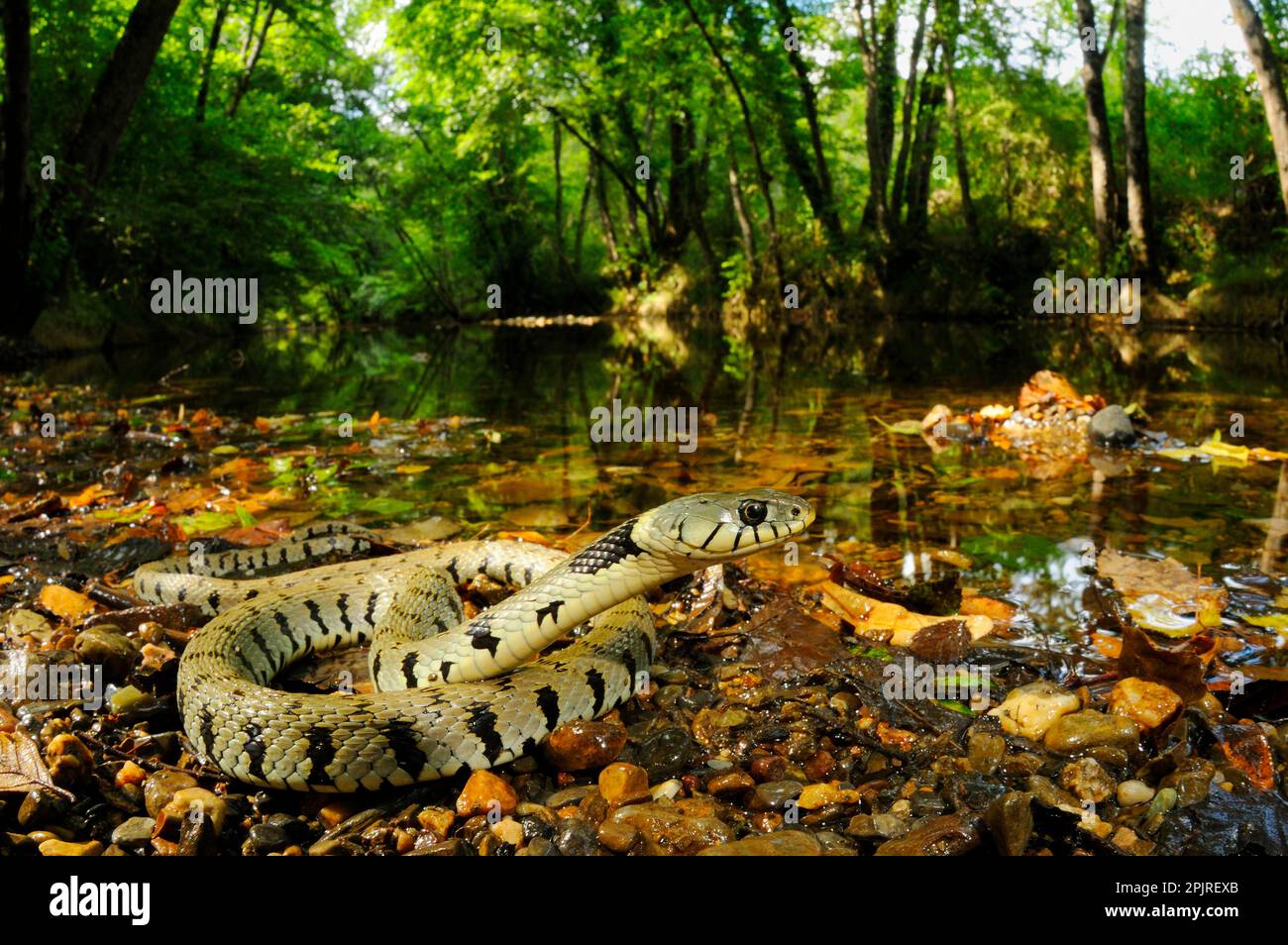 Grass snake, grass snakes (Natrix natrix), Other animals, Reptiles