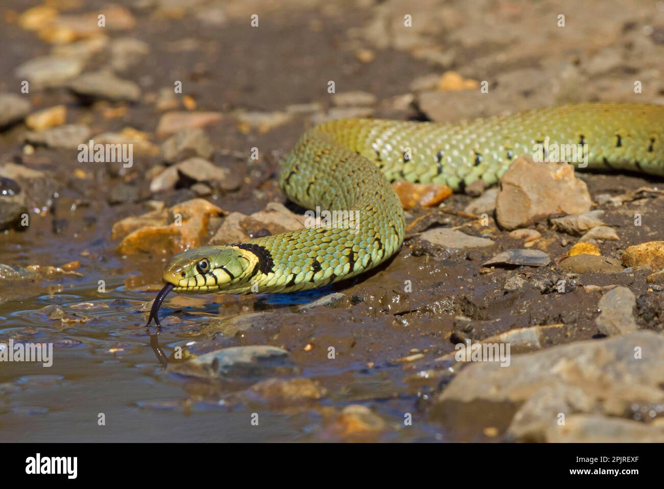 Grass snake, grass snakes (Natrix natrix), Other animals, Reptiles
