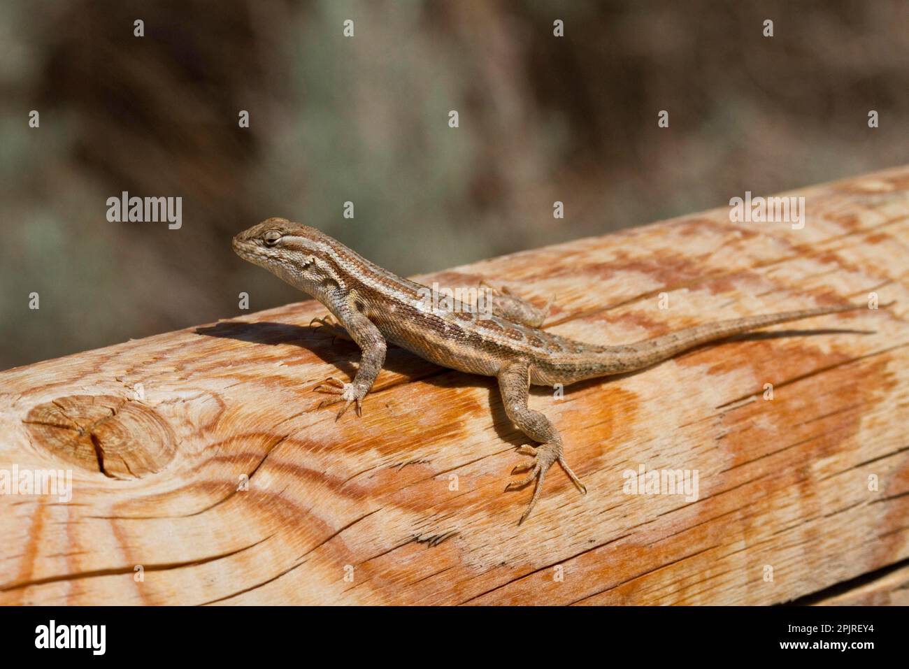Spiny Lizard, Spiny Iguanas, Other Animals, Iguanas, Reptiles, Animals, Sagebrush Lizard, male, Utah America Stock Photo