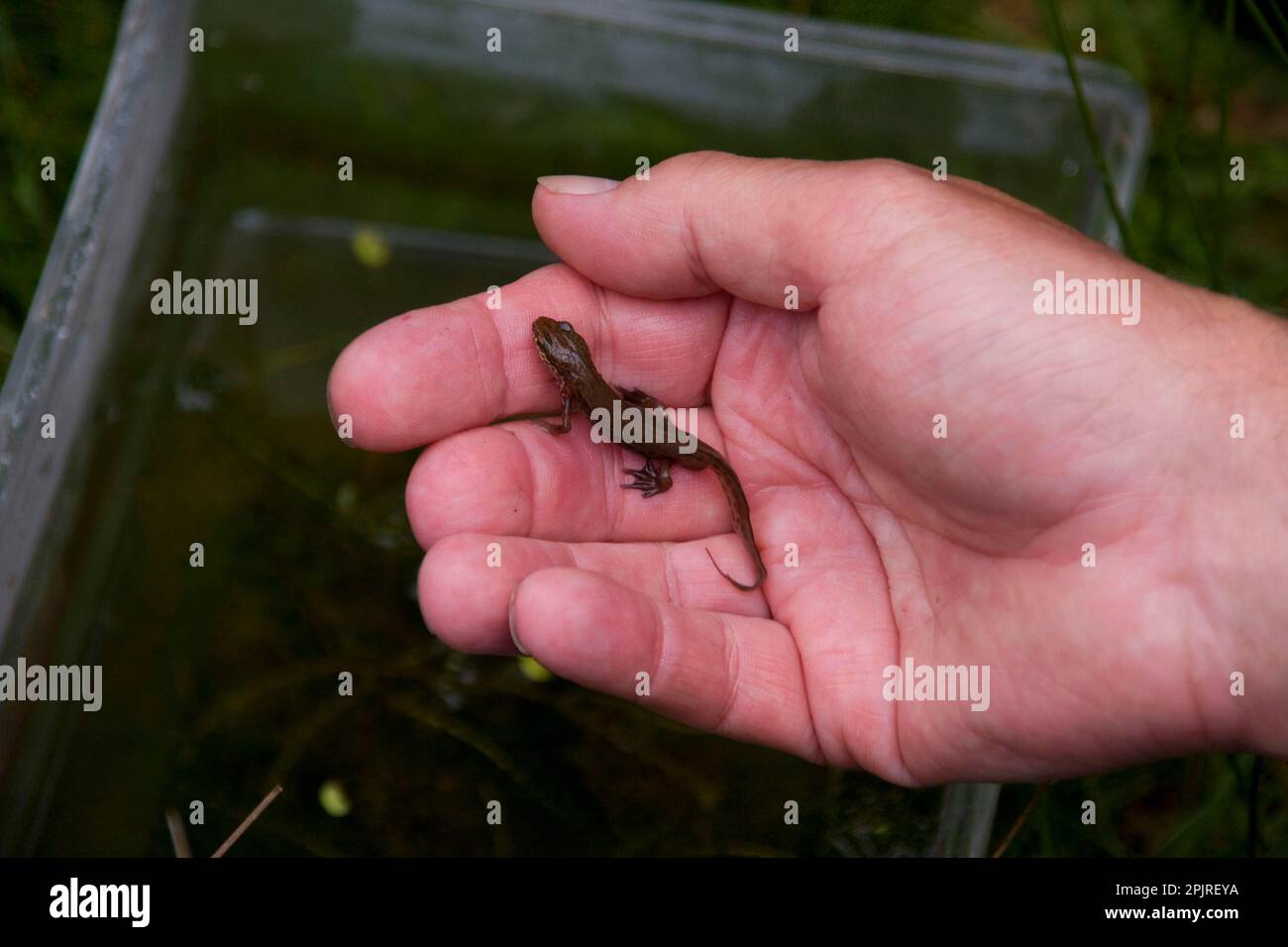 Filamentous newt, Filamentous newt, Striped newt, Striped newts