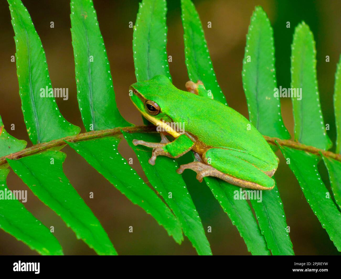 Eastern eastern dwarf tree frog (Litoria fallax) adult, resting on fern