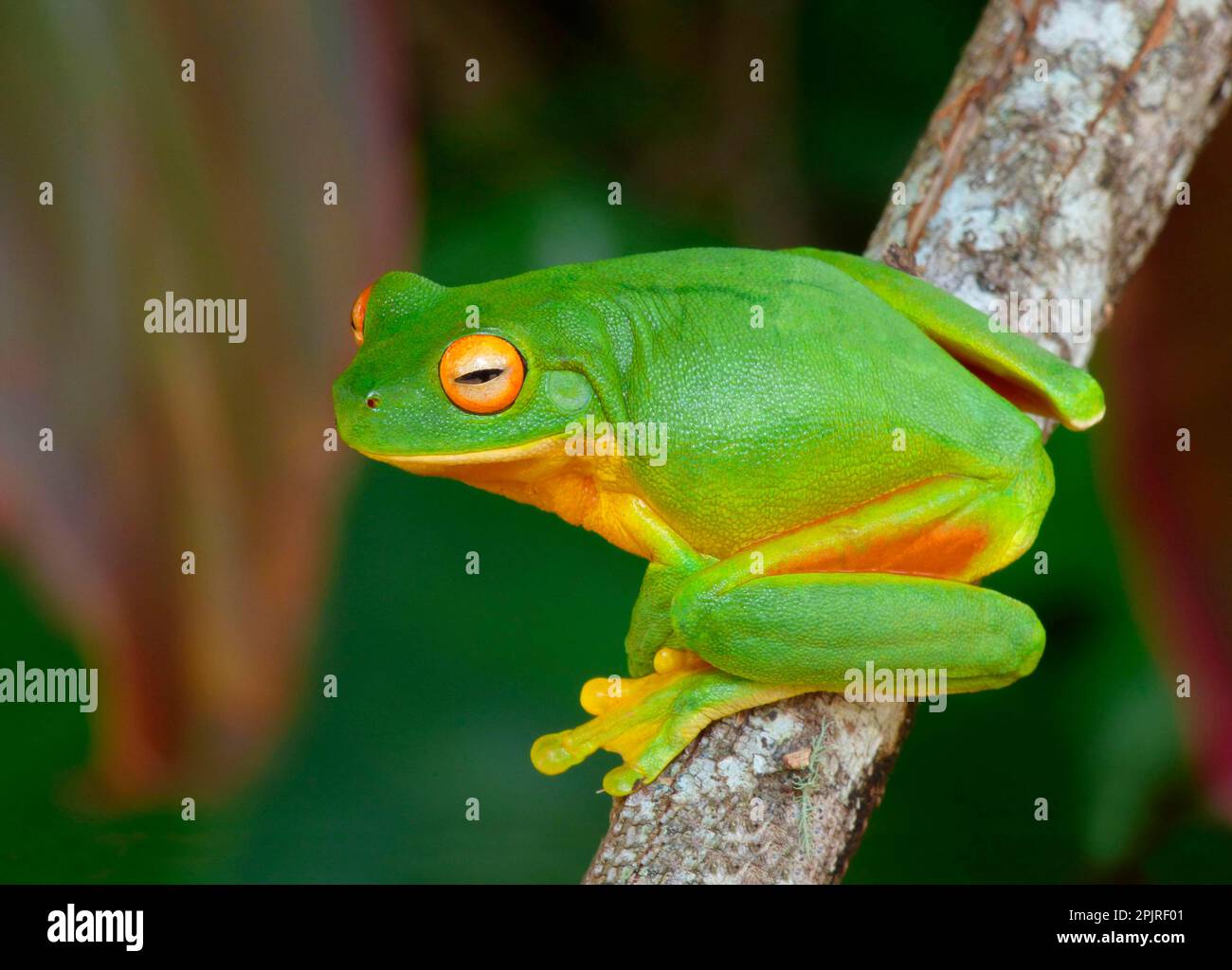 White-lipped tree frog (Litoria infrafrenata), adult, hanging from