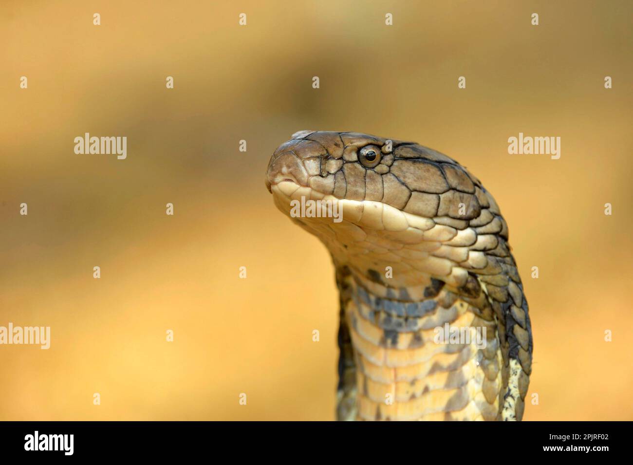 King Cobra (Ophiophagus hannah) adult, close-up of head, rearing up
