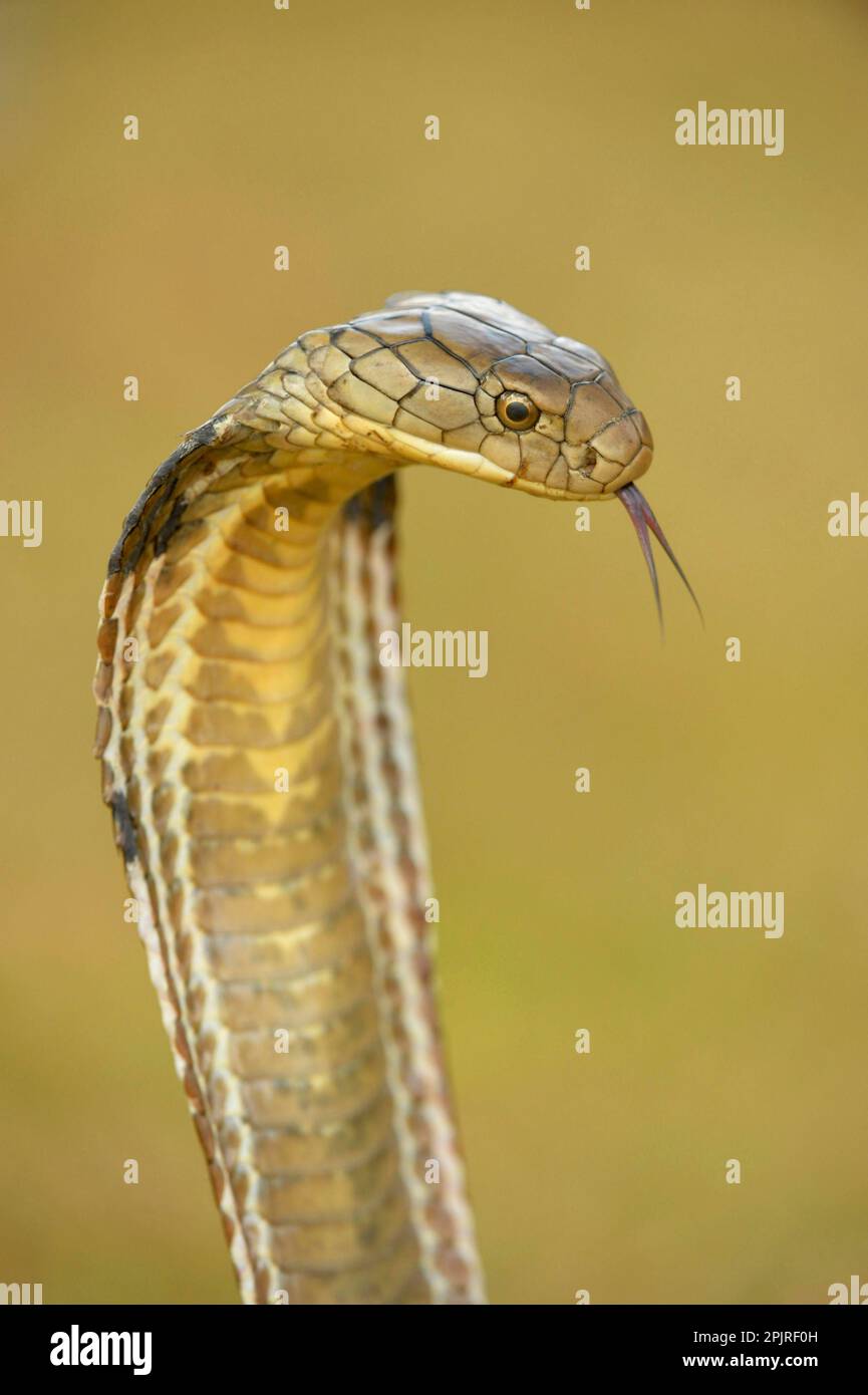 King Cobra (Ophiophagus hannah) adult, close-up of head, flicking forked tongue, rearing up with hood flattened in threat display, Bali, Lesser Sunda Stock Photo