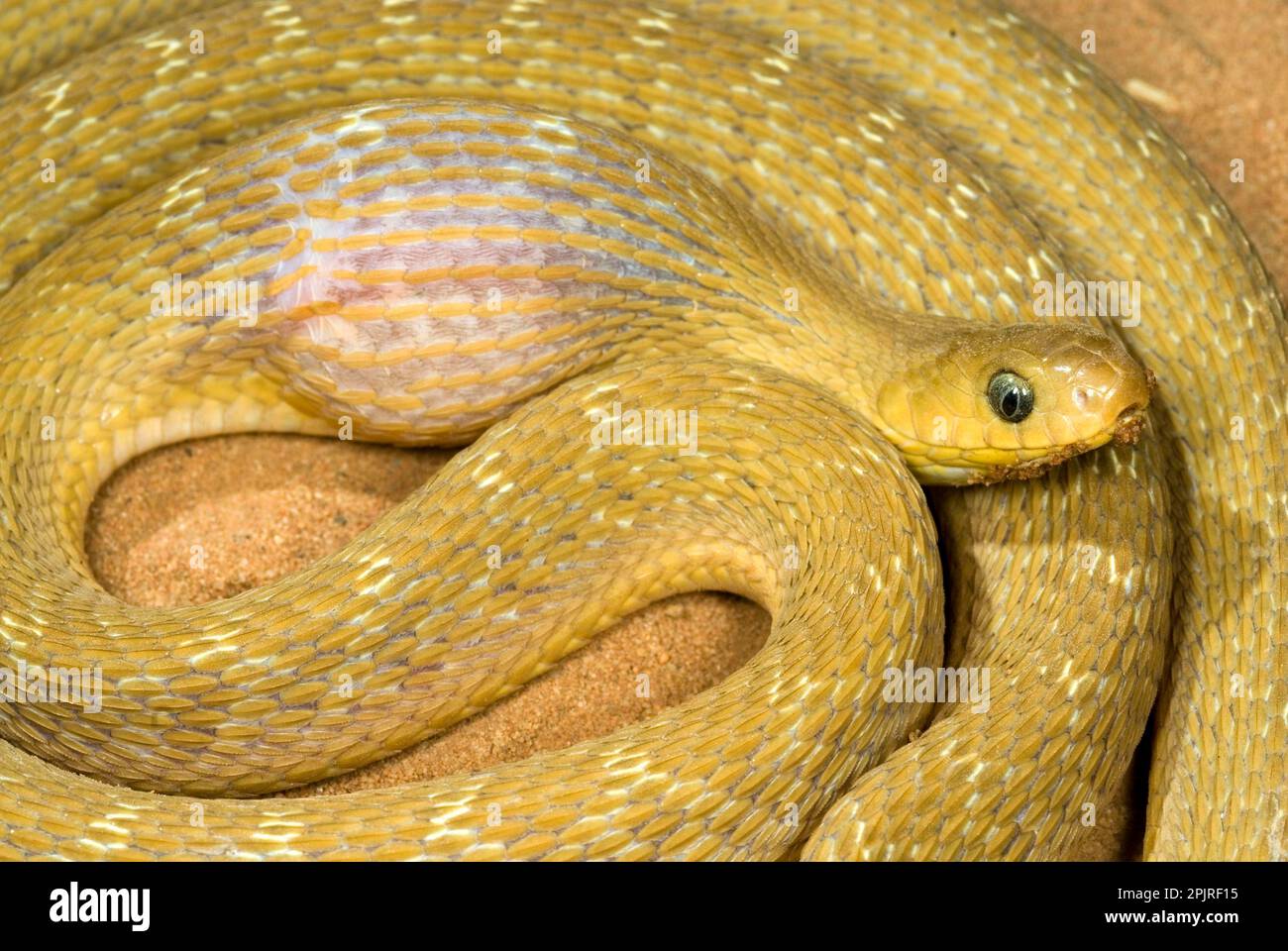 African Egg-eater Snake, Other animals, Reptiles, Snakes, Animals, Common Egg-eater Snake (Dasypeltis scabra) adult, feeding, after having swallowed Stock Photo