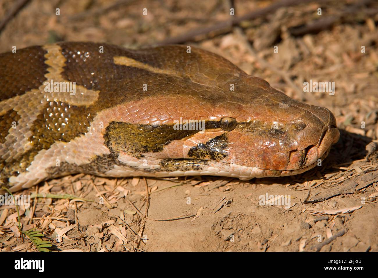 Indian Python (Python molurus) adult, close-up of head, Keoladeo Ghana ...