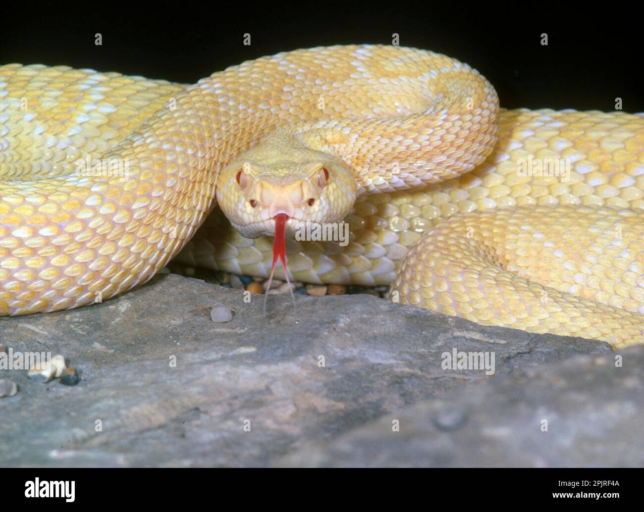 Texas Rattlesnake, Texas Rattlesnake, Rattlesnake, Other Animals, Venomous, Venomous Snakes, Reptiles, Snakes, Animals, Western Diamondback Stock Photo