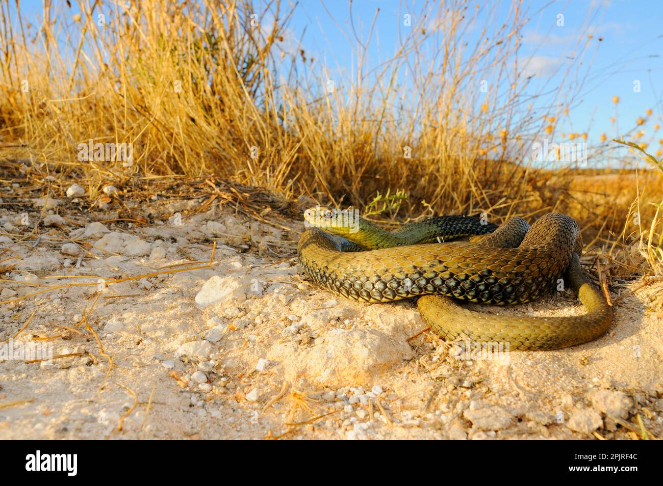 European lizard snake, montpellier snakes (Malpolon monspessulanus