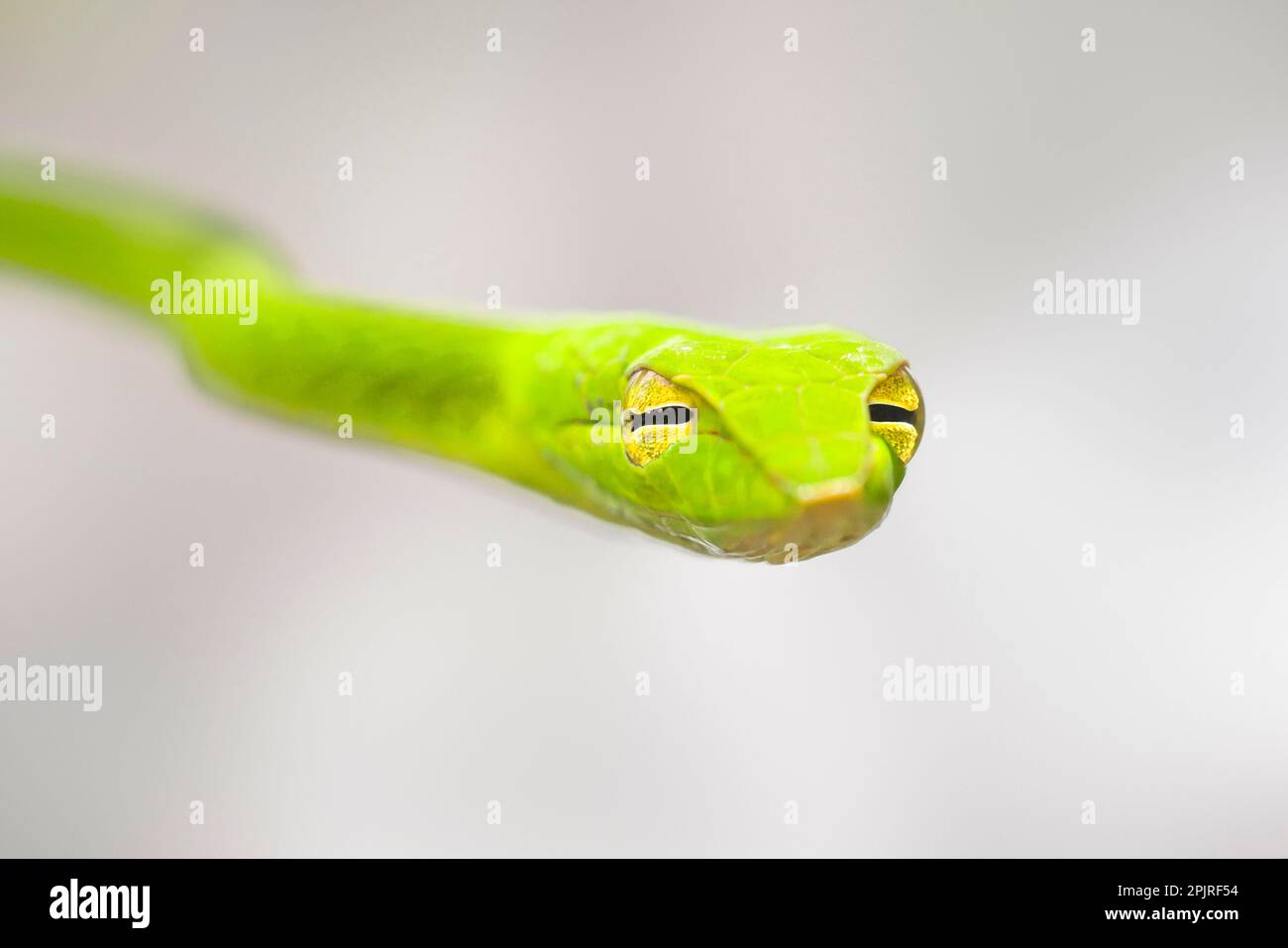 Green whip snake, Green tree sniffer, Green whip snakes, Green tree sniffers, Other animals, Reptiles, Snakes, Animals, Oriental Whip Stock Photo