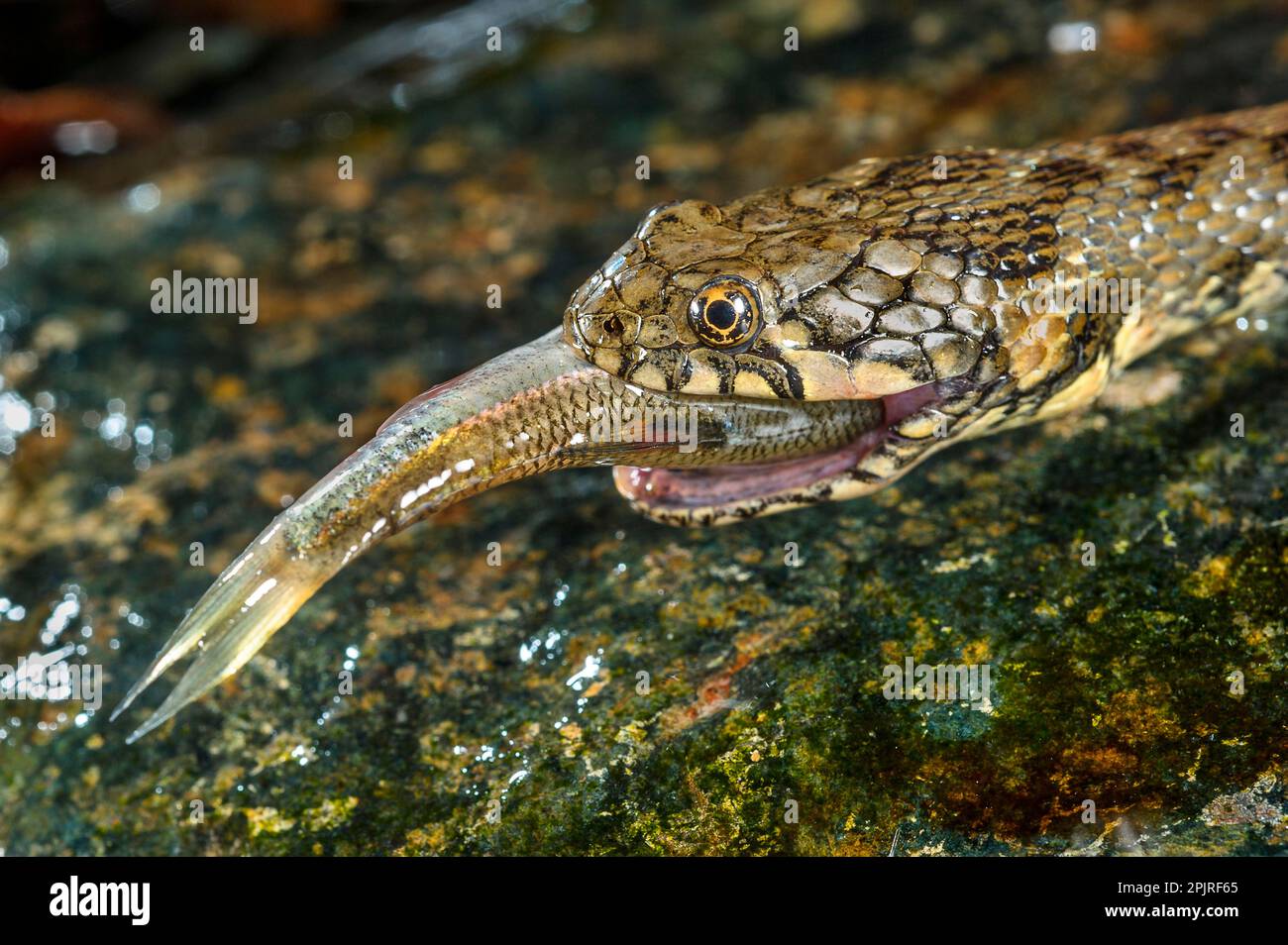 Feeding on snake hi-res stock photography and images - Alamy