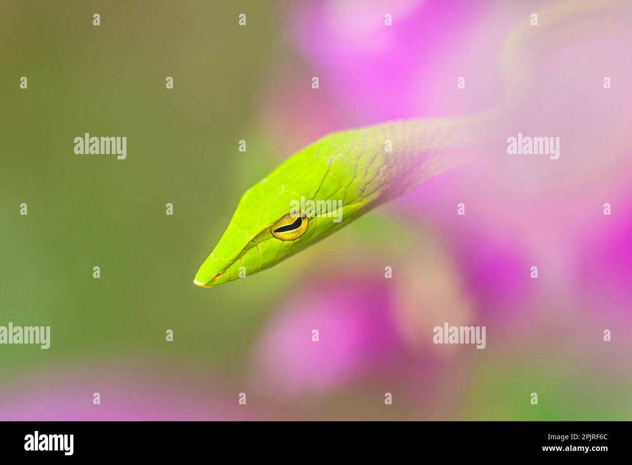 Green whip snake, Green tree sniffer, Green whip snakes, Green tree sniffers, Other animals