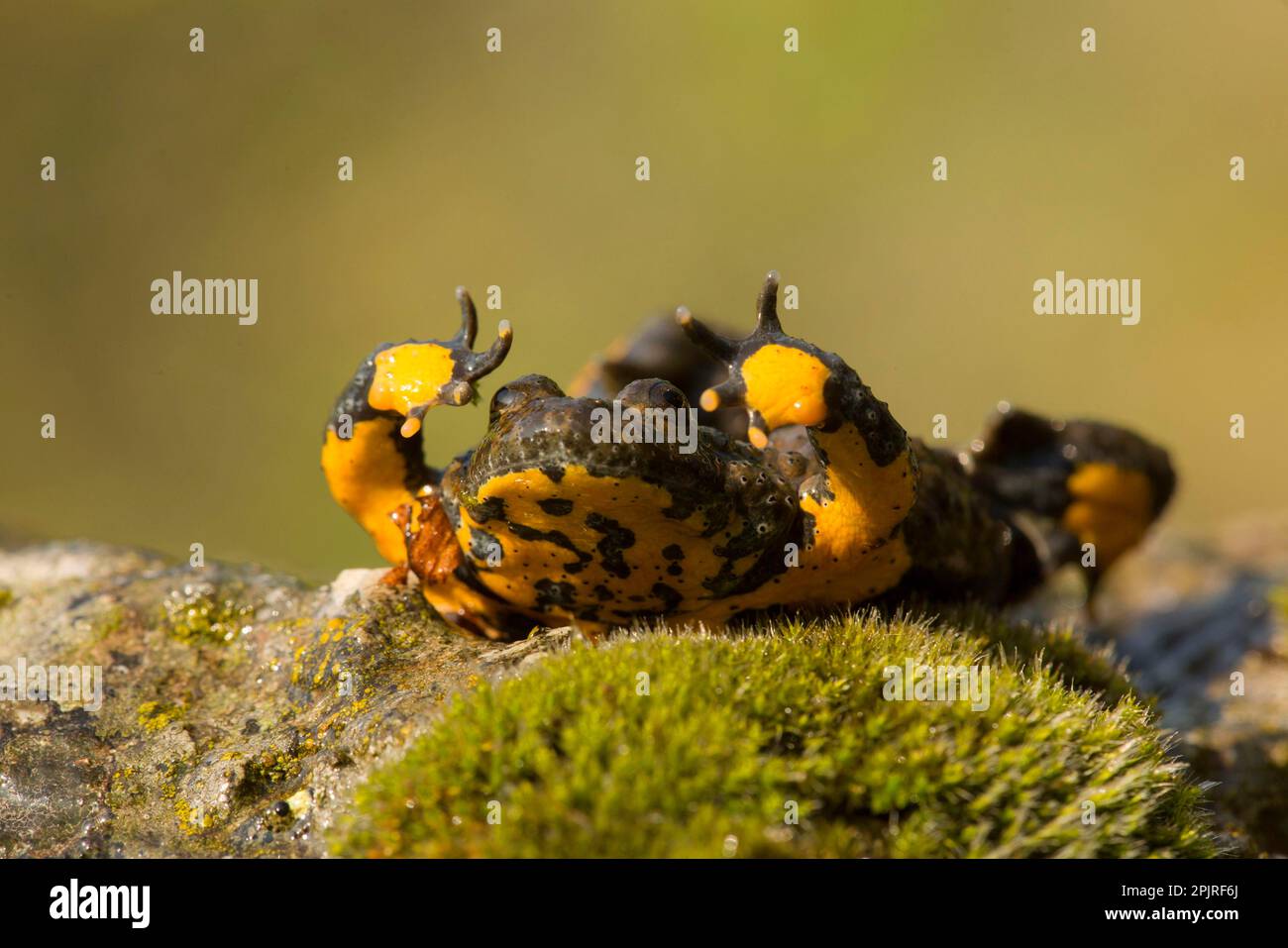 Yellow-bellied Toad (Bombina variegata) adult, in defensive posture ...