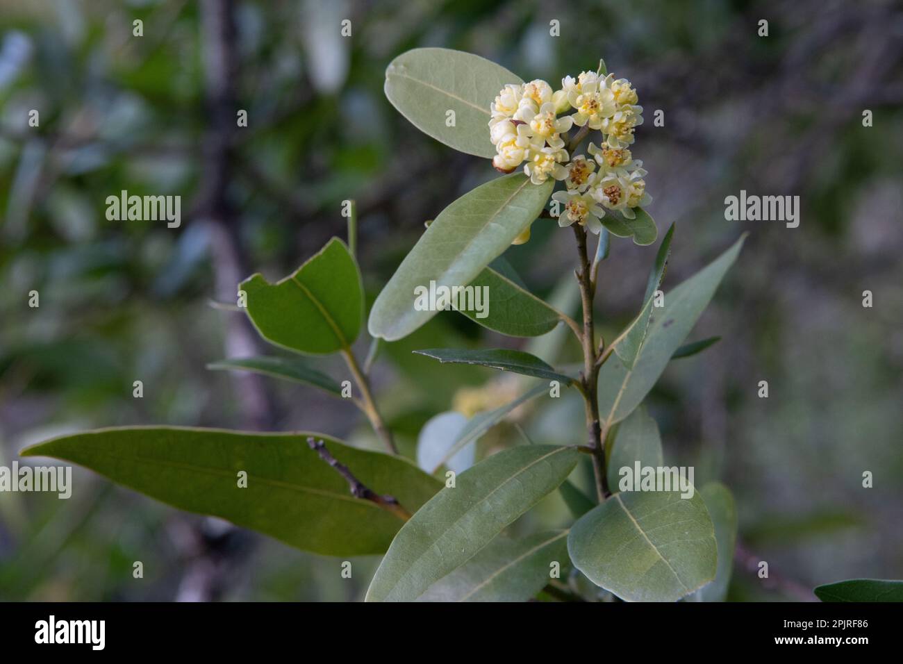 The California bay laurel or Oregon myrtle tree (Umbellularia californica) a native tree endemic to the West coast growing in Santa Clara county, CA. Stock Photo