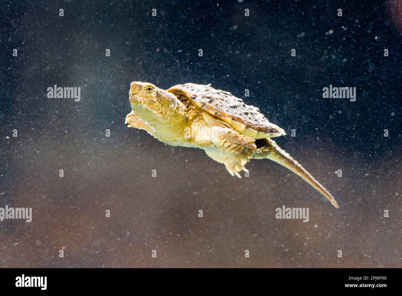 Common Snapping Turtle (Chelydra serpentina) immature, swimming underwater (U.) S. A Stock Photo