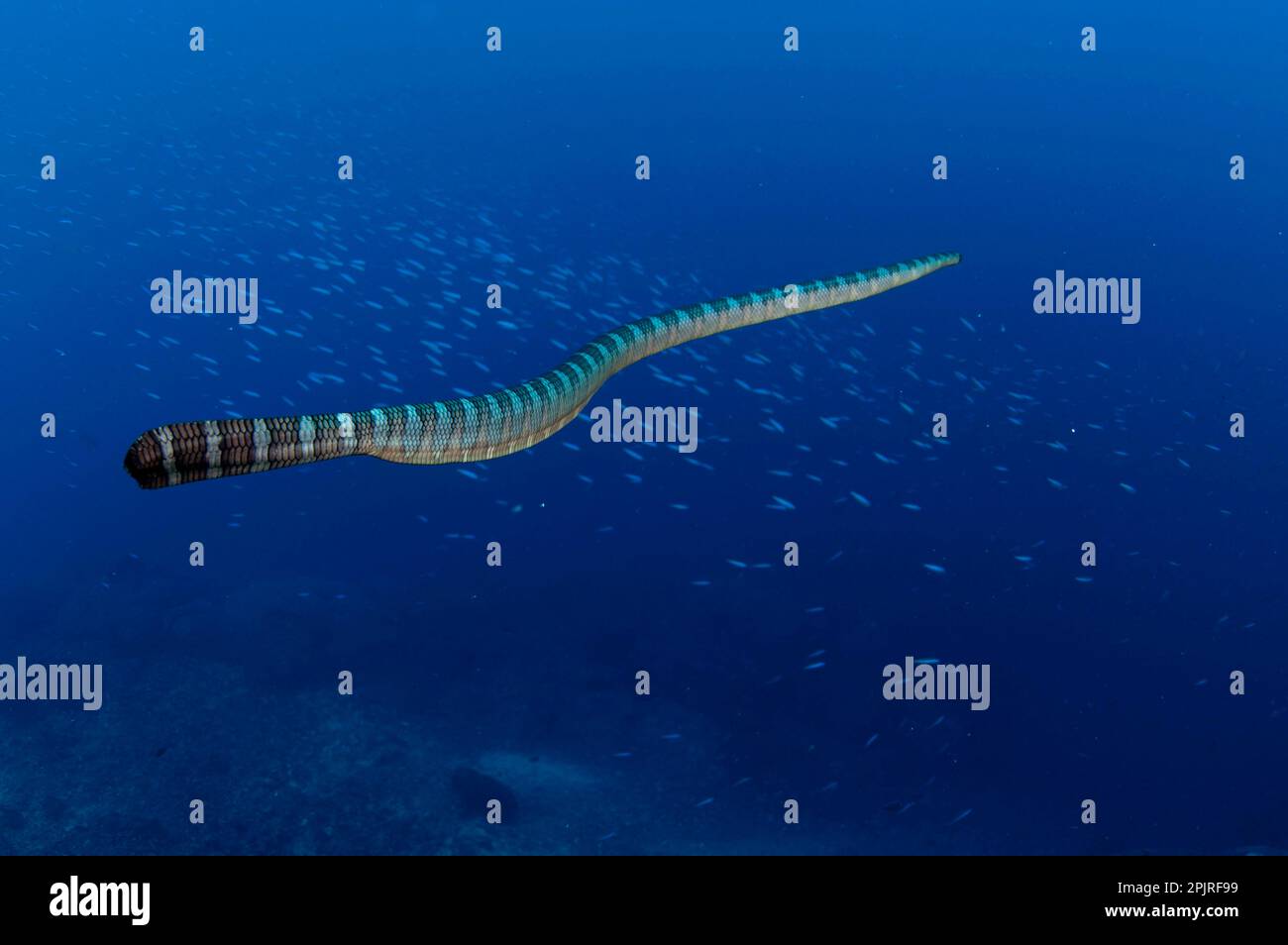 Adder flat-tail, Adder flat-tails, Yellow-lipped sea snake, Yellow