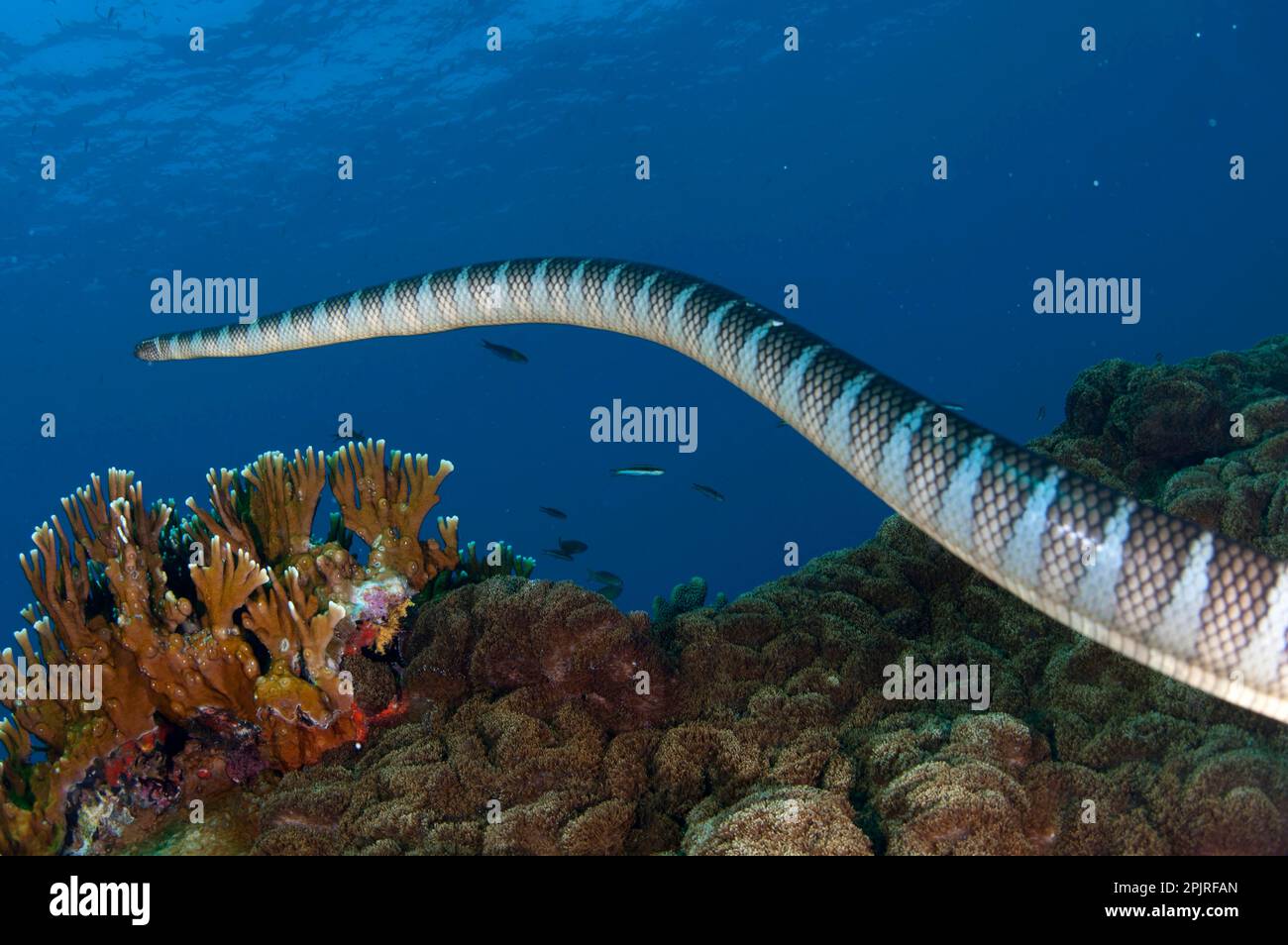 Adder flat-tail, Adder flat-tails, Yellow-lipped sea snake, Yellow