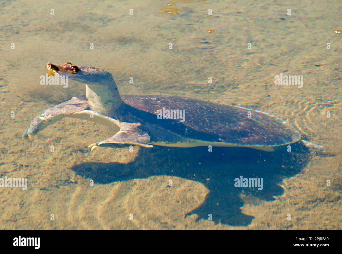 Spur-thighed Soft-shelled Turtle, Spur-thighed Soft-shelled Turtles 