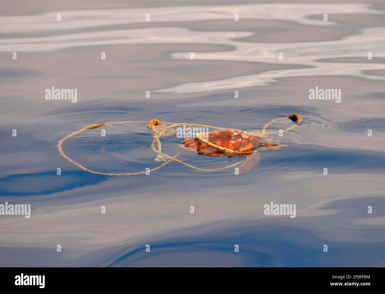 Loggerhead (Caretta caretta) Turtle juvenile, swimming at surface, entangled in rope, Azores Stock Photo