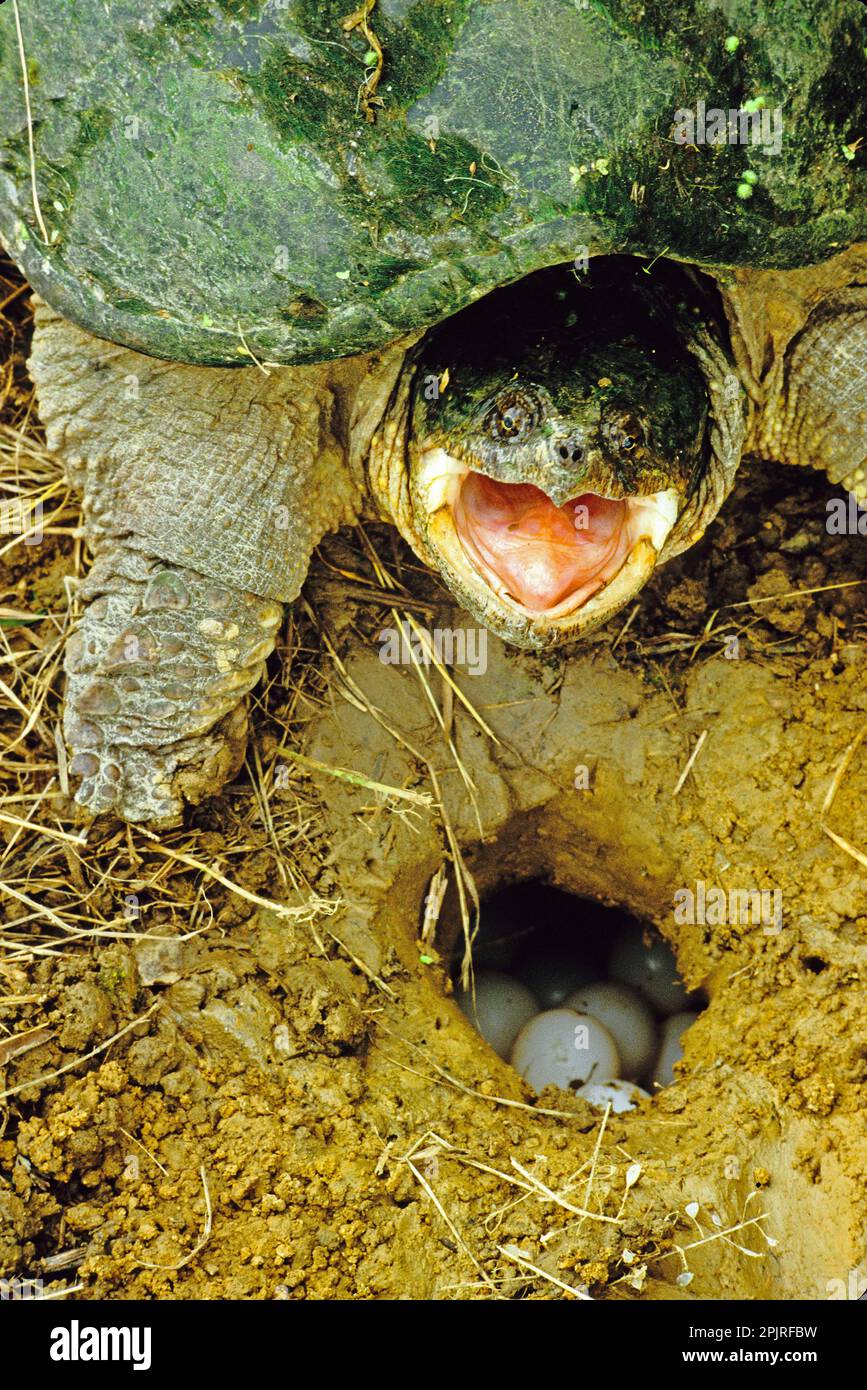 Common Snapping Turtle (Chelydra serpentina) adult female, aggressive posture, beside eggs in nesthole, Ohio (U.) S. A Stock Photo