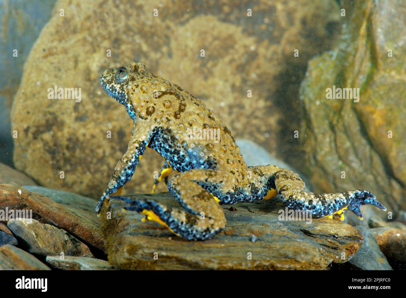 Apennine Yellowbellied Toad (Bombina pachypus), apennine yellow
