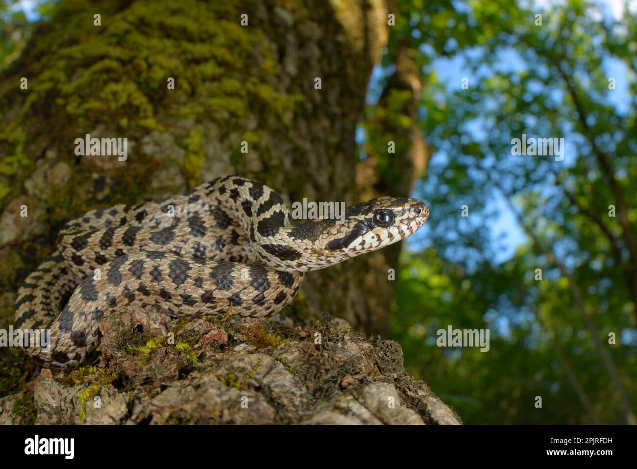 Four-lined Snake (Elaphe quatuorlineata) young, coiled on Downy Oak (Quercus pubescens) trunk, Croatia Stock Photo